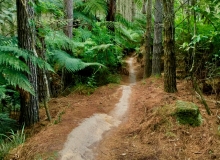 Dragons Tail, Rotorura, NZ