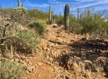 Rock Wren Trail, Tucson, AZ