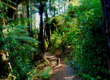Tokorangi Trail, Rotorura, NZ