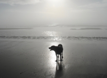 Bo, Isle of Palms, SC