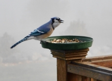 A Morning Snack