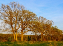 Spring Oaks