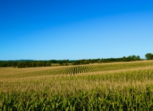 Corn