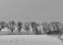 Tree Line