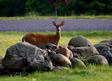In The Front Yard