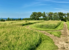 Across Green Acres in May
