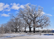 Ice Oaks
