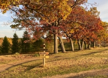 Fall Treeline