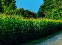 Corn