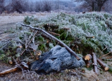 Firewood