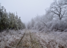 Tracks