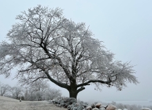 Oak 