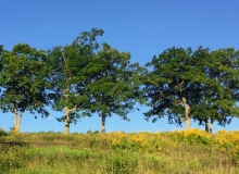 Park Avenue Tree Line