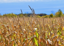 Fall Corn