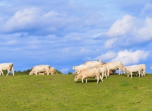 White Cows