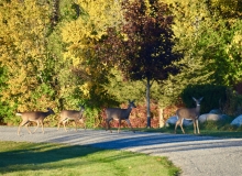On the Driveway