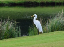 Heron
