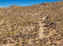⁨Saguaro National Park