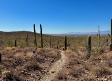 Desert Flow